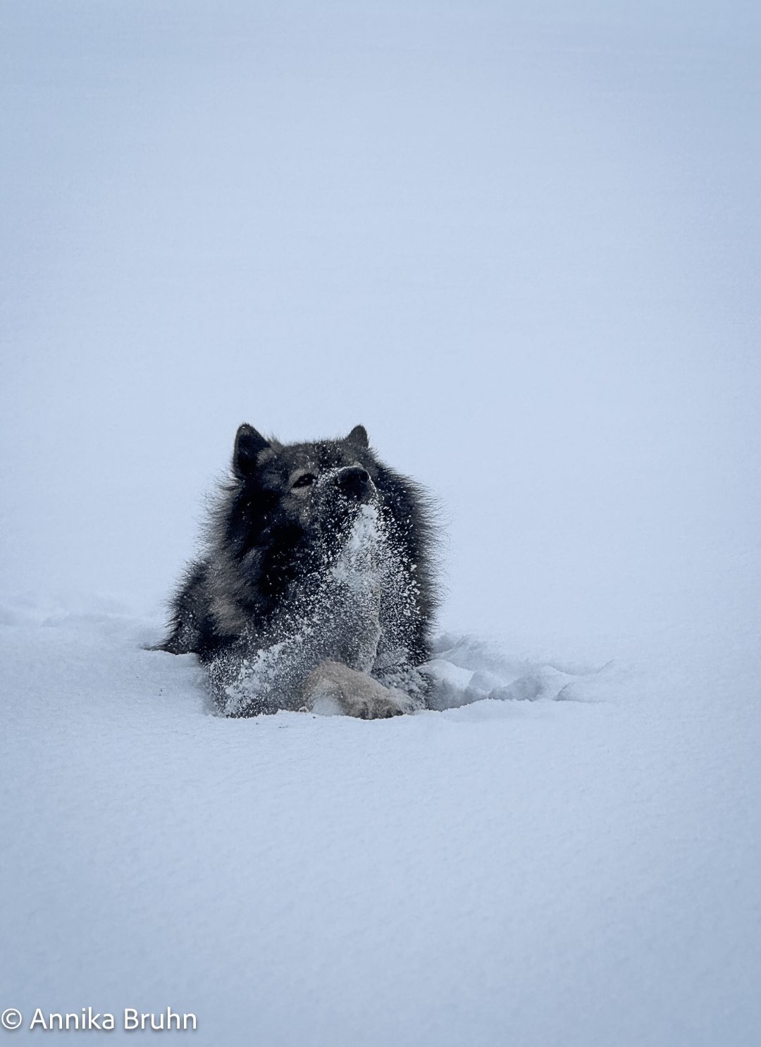 Q hat Spaß im Schnee
